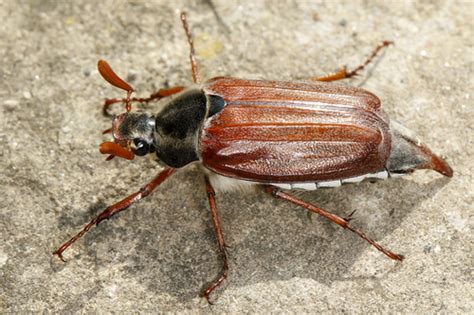 bugs in the philippines|Beetles of the Philippines · iNaturalist.